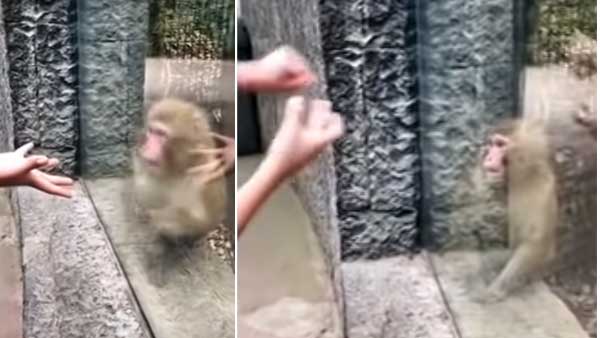 WATCH: Monkey's priceless reaction after watching magic trick by a visitor