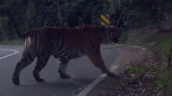 ‘Tiger on the highway’: Video of big cat walking across road goes viral