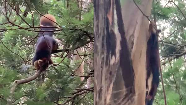 Watch: Video of Giant Malabar Squirrel making effortless moves on trees