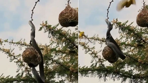 Video of birds fighting snake to save its eggs goes viral