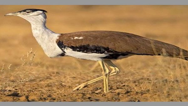 Decline in vulture, Great Indian Bustard numbers  in Gujarat: Govt