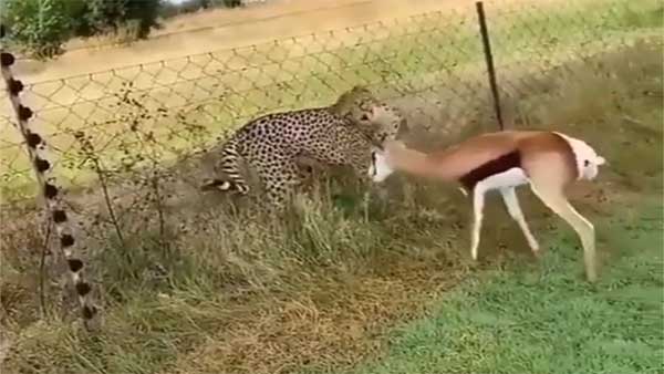 Funny animal attack: Check out what a deer did when a cheetah tried to attack it