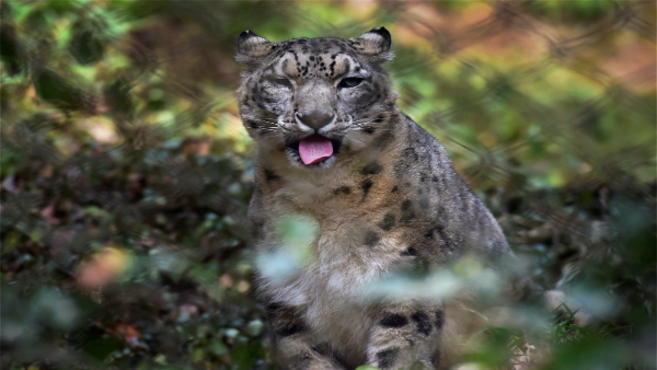 Panic in Pune as leopard enters Mercedes-Benz plant