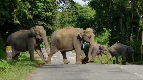 Saving elephants and the importance of a responsible pilgrimage