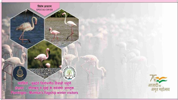 Mumbai’s winter visitors: Special postal cover on Flamingos released