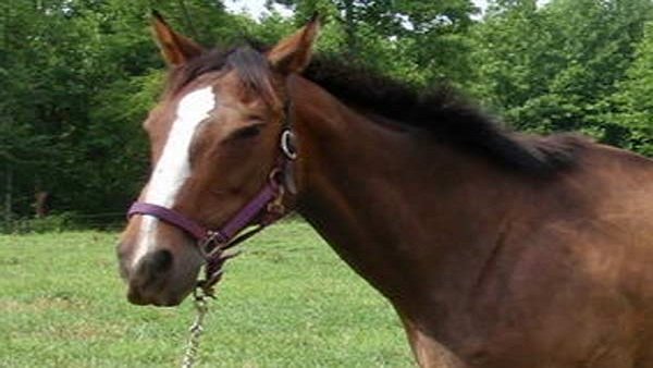 Fuel price rise impact: Maharashtra man commutes to work on horse