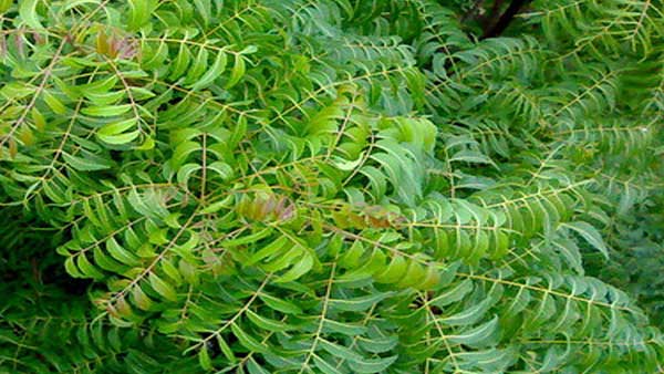 Neem tree extract help treat, cut spread of COVID-19? Here's what study says