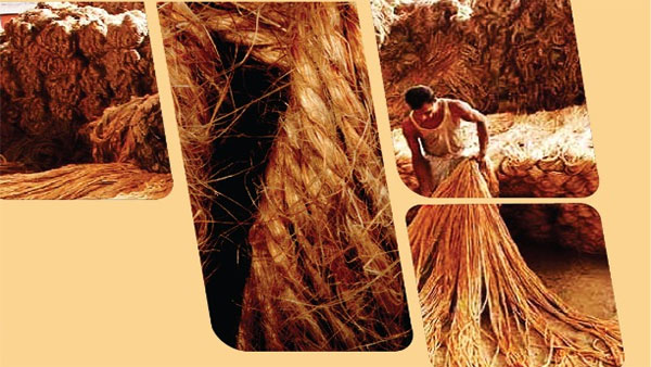 Cabinet approves MSP for raw jute