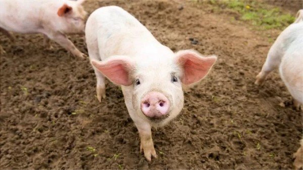 African Swine Fever: 16 more pigs die in Mizoram; Toll rises to 770 in two months