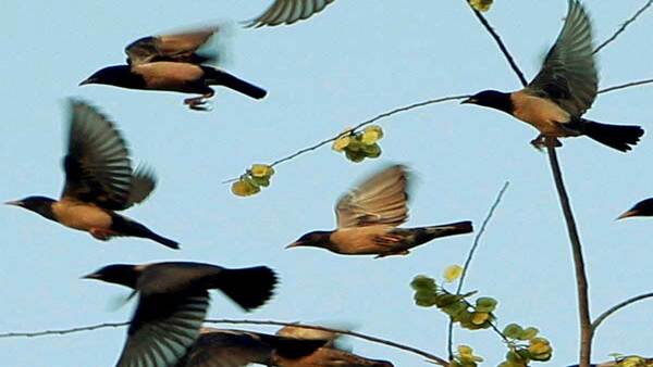 Explained: Why do birds migrate?