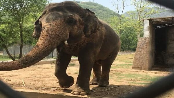 Angry elephant smashes windshield of Tamil Nadu bus, driver maintains his cool [Viral Video]