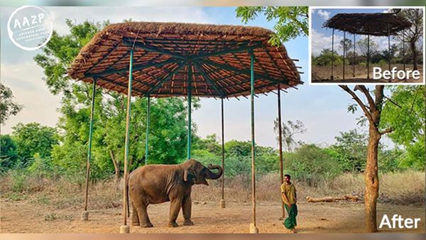 In Chennai, this is how zoo animals are keeping cool this summer