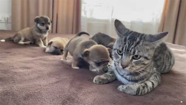 Video of a grumpy cat giving into adorable puppies is what you need to watch to beat the heatwave