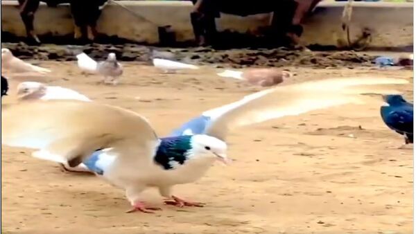 Watch: Viral video of bird backflip is too cute to miss