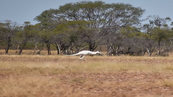 Rare and magnificent: Image of White Kangaroo hopping around in Australia goes viral