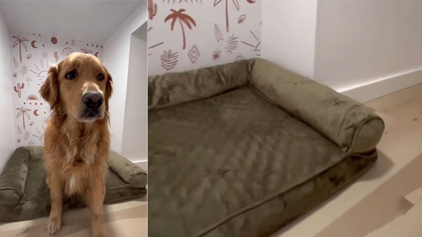 Its a dog’s life: Watch owner building a comfy room for her pooch