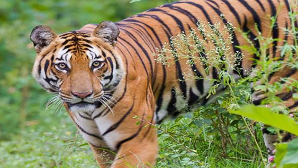 Explained: Tigers to make a comeback in Gujarat, all you need to know