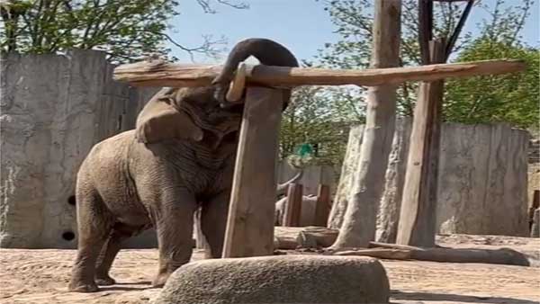 MULTI-TUSKING: Watch this elephant nailing it while placing a log on a pillar