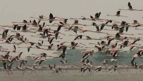 A visual treat: Flamingos paint Mumbai 'pink'