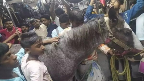 A photo of horse travelling in train in West Bengal goes viral; probe on