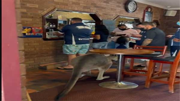 WATCH: Kangaroo walks into a bar in Australia; What happens next will amuse you