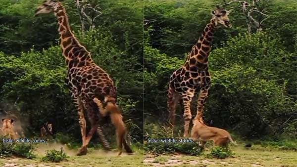 Viral: Lions cling to Giraffe's back in risky attack, what happens next is incredible