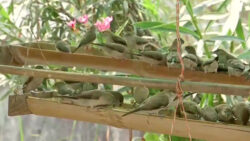 This Nagpur man maintains a mini bird sanctuary, to help birds survive the summer heat