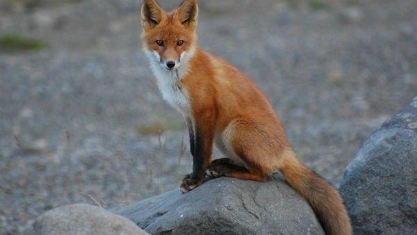 Canine virus claims life of all 7 foxes in Ranchi zoo: What is it? Can the viruses infect people?