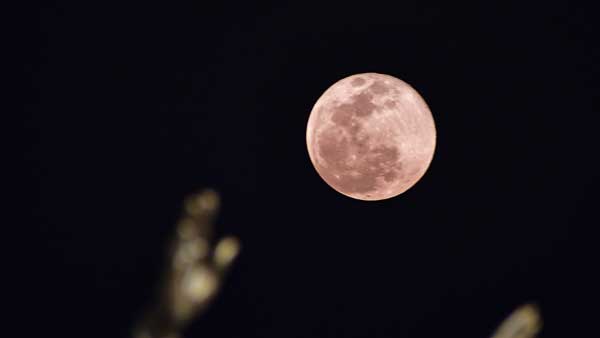 Pink Moon 2022: Catch this rare full Supermoon that will Light up the Sky tomorrow