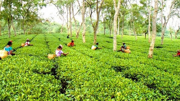 Demand for Indian tea likely to rise as Sri Lanka faces economic crisis