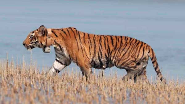 108 people died due to tiger attacks in India between 2019 & 2021: Govt tells LS