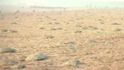 Odisha: Olive Ridley turtles arrive at Behrampur coast for mass nesting