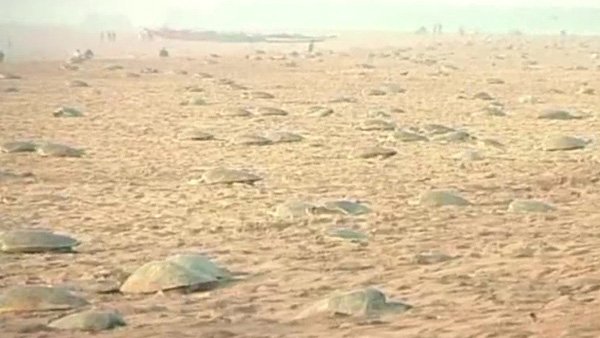 Odisha: Olive Ridley turtles arrive at Behrampur coast for mass nesting