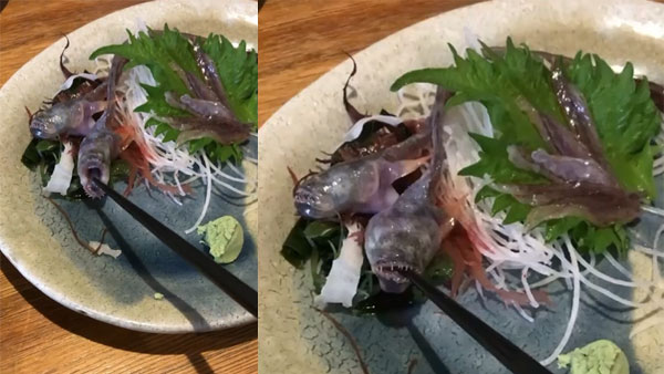 Watch: A fish on a platter about to eaten opens its mouth and grabs chopstick