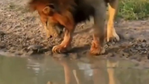 WATCH: Turtle annoys lion and totally gets away with it, too