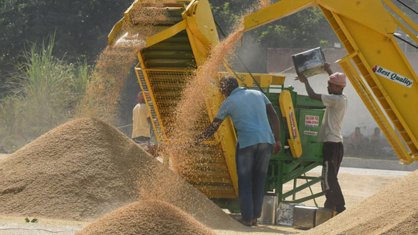 Explainer: How the heatwave has hit wheat production