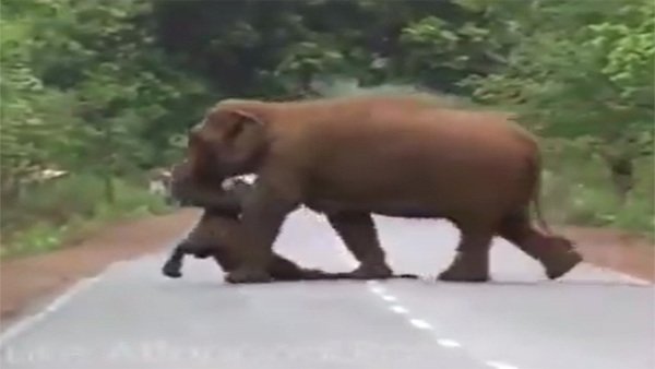 Watch: Mother elephant seen carrying carcass of her dead calf in Jalpaiguri