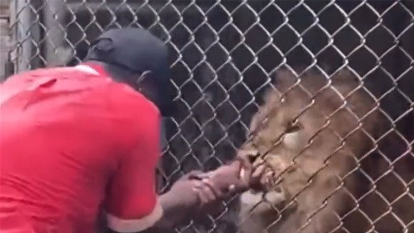 WATCH: Zookeeper's finger ripped off by lion in horrifying video