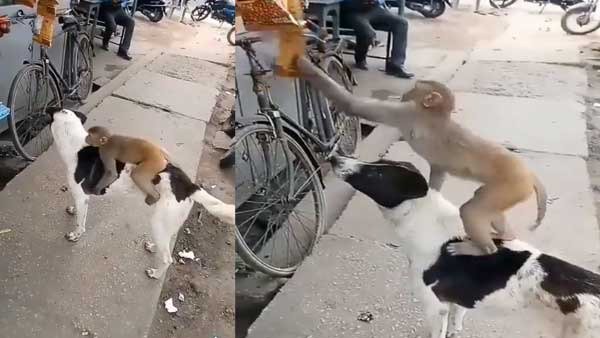 Video of dog helping monkey to steal packets of chips from roadside shop goes viral