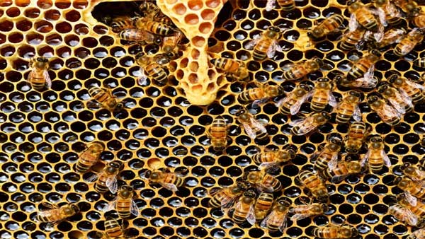 Explainer: What is World Bee Day and why is it celebrated?