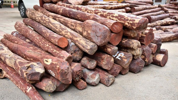 Operation Rakth Chandan: DRI seizes Red Sanders worth Rs 11.70 crore