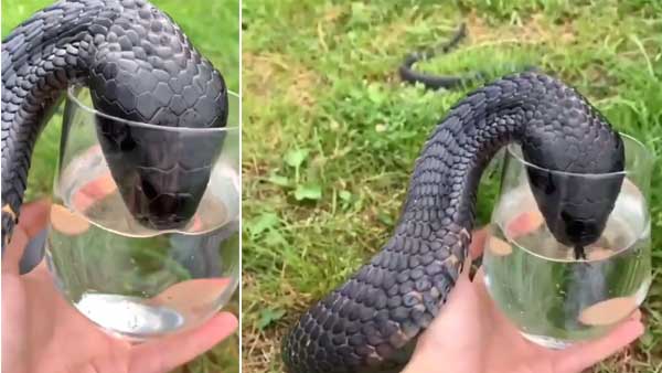 Video of cobra drinking water from a glass goes viral