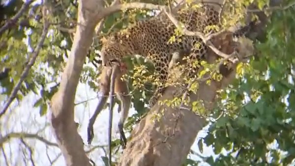 Viral video: Rare sight of leopard hunting monkey in Panna Tiger Reserve