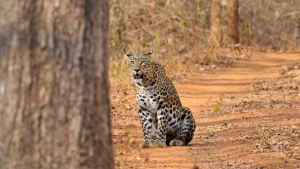 Viral video: Leopard attacks cops, guards during rescue operation in Panipat, tranquilised later