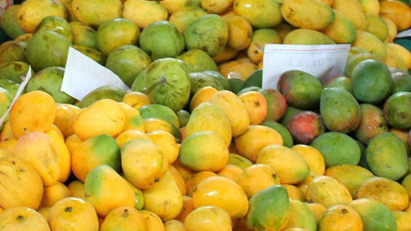 Karnataka govt starts delivering mangoes at doorstop: How to buy online?