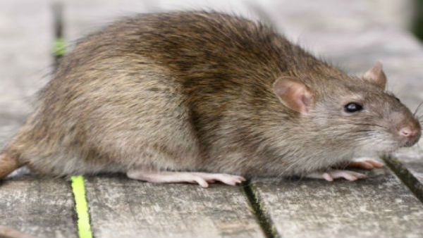 Jharkhand: Rats nibble three-day-old baby's knee, limbs in Giridih hospital