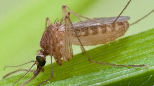 Explained: What is West Nile fever that killed 47-year-old man in Kerala? Do we have Treatment and vaccine?