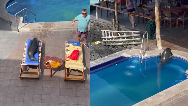 Viral: Sea lion swims in pool, relaxes on lounging chair, leaves internet amused