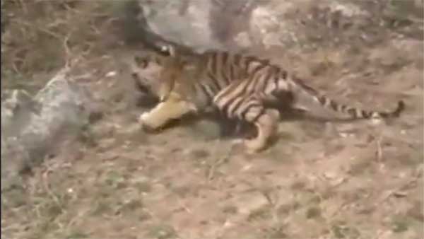 Video of villagers stone-pelting at tiger cubs in Madhya Pradesh's Seoni has left Internet fuming| Watch