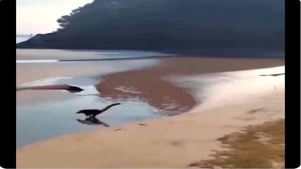 “Baby Dinosaurs” running on a beach? Viral video leaves netizens bewildered